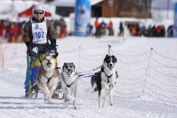 Lenk 2013